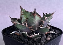 アガベ・チタノタ シーザー/凱撒（芽）-063｜agave titanota caesar