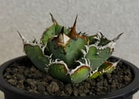 アガベ・チタノタ　隕石(ミーティアライト)-047｜agave titanota meteorite