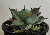 アガベ ハイブリッド・甲蟹×姫厳竜 (小株/実生)-006｜Agave hybrid isthmensis × titanota dwarf