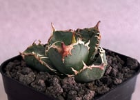 アガベ・チタノタ 疣猪/丸叶背刺（芽）-021｜agave titanota warthog