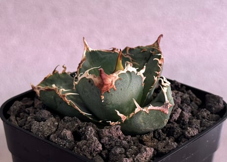 アガベ・チタノタ 疣猪/丸叶背刺（芽）-021｜agave titanota warthog