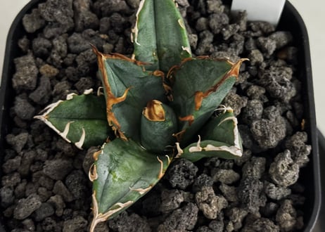 アガベ・チタノタ LQH_2（芽）001｜agave titanota LQH2