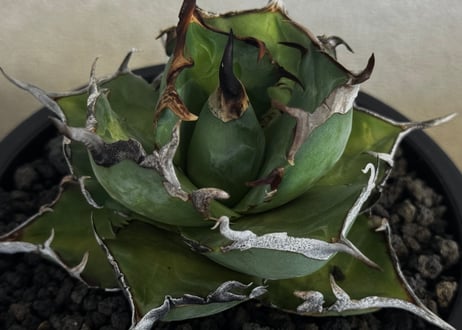 アガベ・チタノタ ハデス 黒帝斯(台湾Hanes) -044｜agave titanota hades