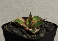 アガベ・チタノタ シーザー/凱撒 覆輪（芽）-003｜agave titanota caesar ver.margination