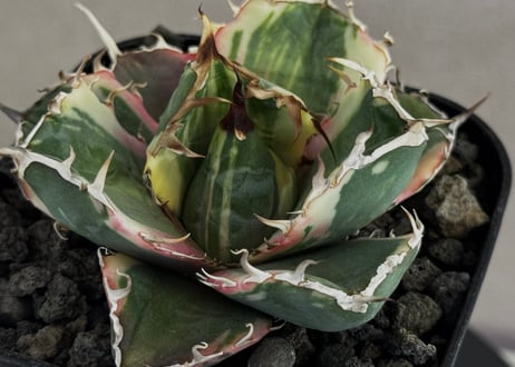 アガベ・チタノタ白鯨（覆輪）芽-014｜agave titanota white whale ver.margination