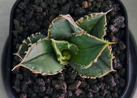 アガベ・チタノタ 白毫刺（芽）-027｜agave titanota