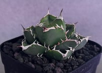 アガベ・チタノタ 立可白/SAD(芽）-054｜agave titanota south african diamond