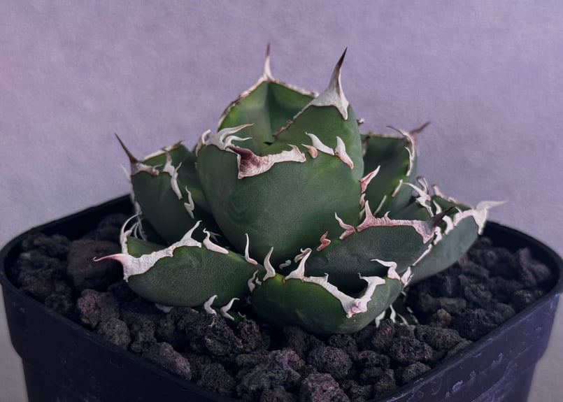 アガベ・チタノタ 立可白/SAD(芽）-054｜agave titanota south af