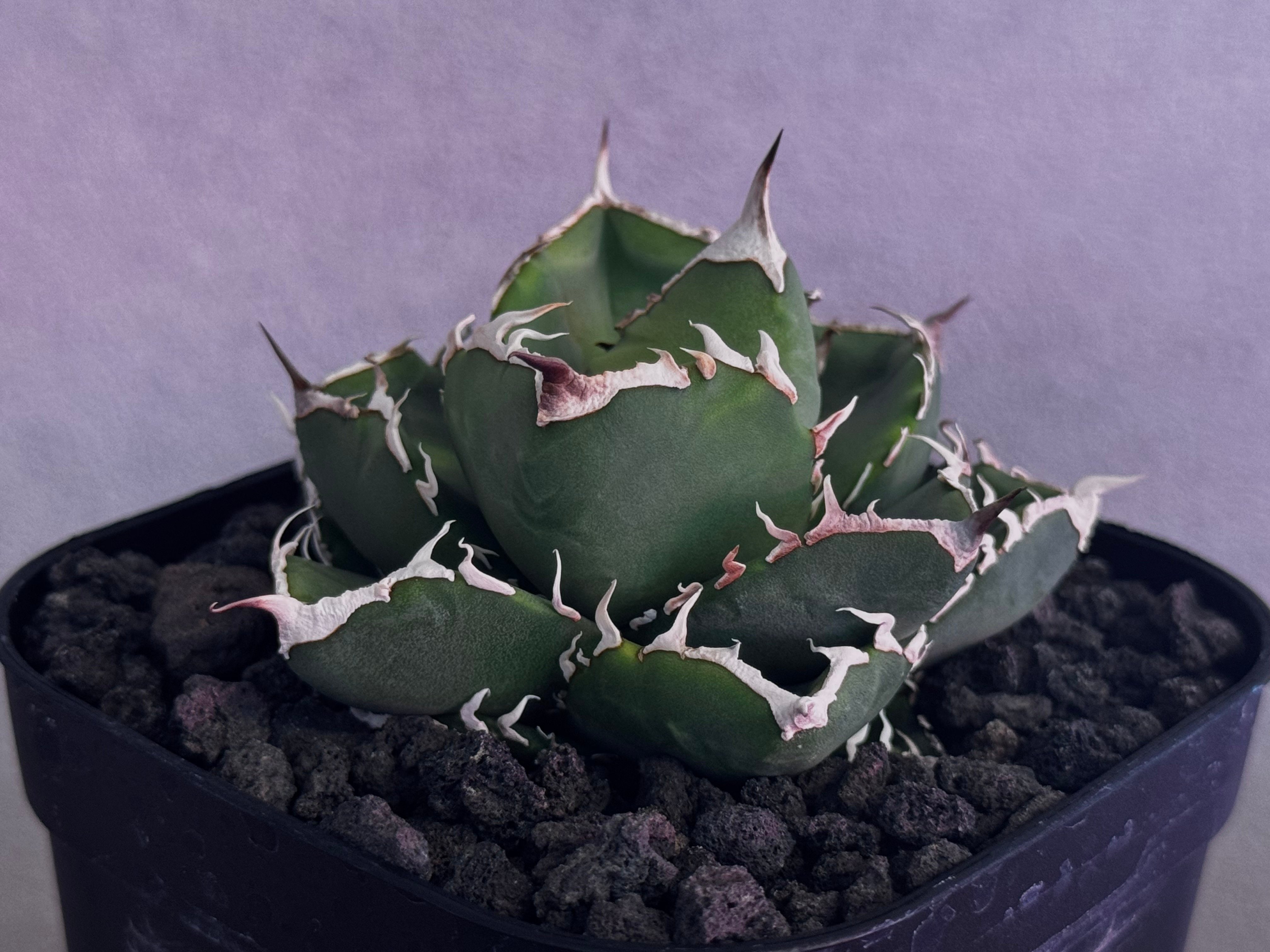アガベ・チタノタ 立可白/SAD(芽）-054｜agave titanota south af
