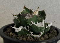 アガベ・チタノタ 白火焔(台湾Hanes)-048｜agave titanota white flame