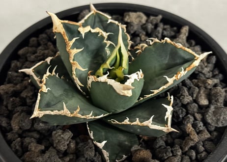 ◆厳選◆アガベ・チタノタ 狼人（小株）-044｜agave titanota were wolf