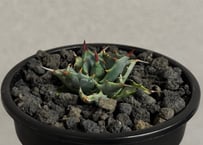 アガベ ハイブリッド・甲蟹×妖炎 (小株/実生)-006｜Agave hybrid isthmensis × utahensis var. eborispina