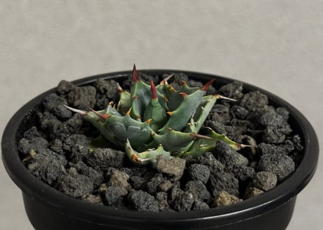 アガベ ハイブリッド・甲蟹×妖炎 (小株/実生)-006｜Agave hybrid isthmensis × utahensis var. eborispina