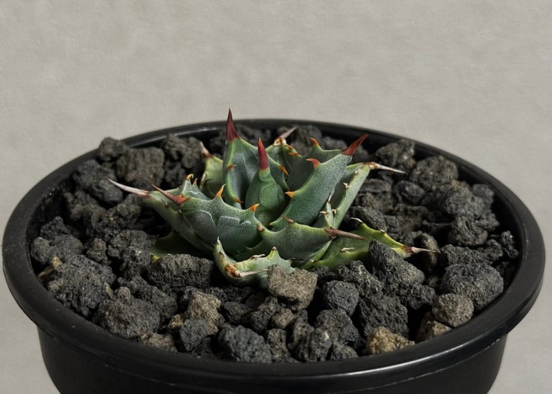アガベ ハイブリッド・甲蟹×妖炎 (小株/実生)-006｜Agave hybrid isthm