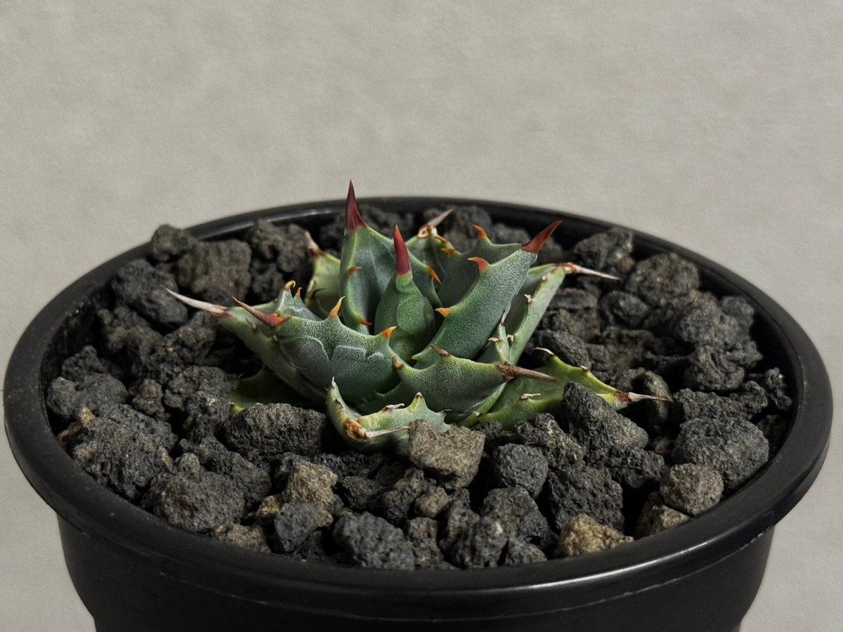 アガベ ハイブリッド・甲蟹×妖炎 (小株/実生)-006｜Agave hybrid isthm