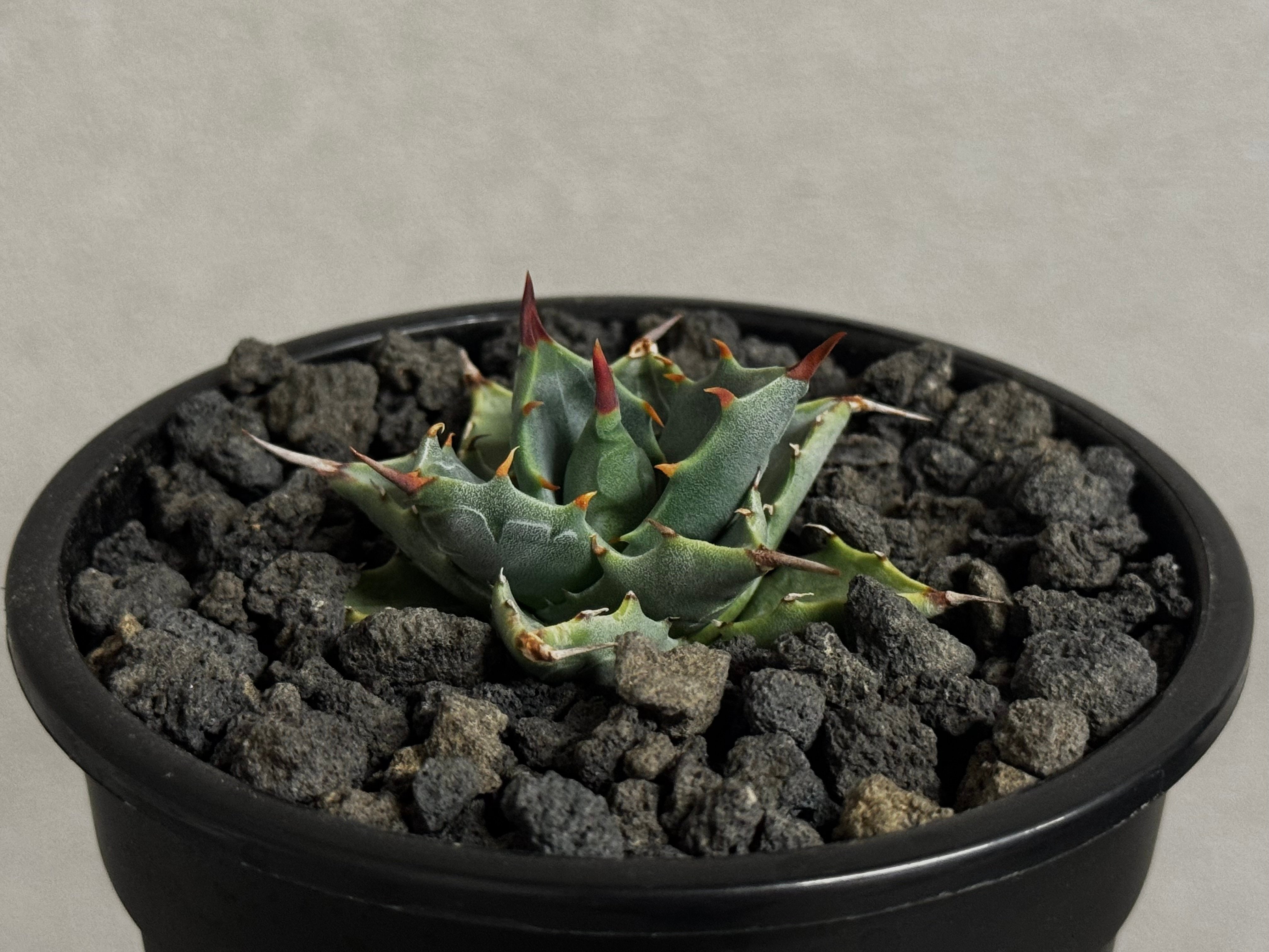 アガベ ハイブリッド・甲蟹×妖炎 (小株/実生)-006｜Agave hybrid isthm
