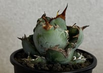 アガベ・チタノタ　ブラックアンドブルー-012｜agave titanota Black&Blue