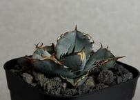 アガベ・チタノタブルー選抜/L18（芽）-006｜agave titanotablue_L18