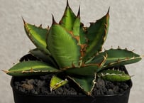 アガベ・ハイブリッド 萬代 X 厳竜（寛版刺/Lize血統）小株-010｜agave titanota×lophantha（ Hybrid）