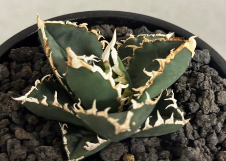 ◆厳選◆アガベ・チタノタ 狼人（小株）-046｜agave titanota were wolf