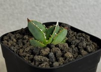 アガベ・チタノタ 繁星（芽）-075｜agave titanota star‐studded