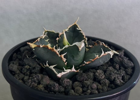 ◆厳選◆アガベ・チタノタ 狼人（小株）-047｜agave titanota were wolf