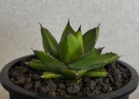 アガベ・ハイブリッド 笹の雪×イシスメンシス-009｜ agave victoriae-reginae x isthmensis