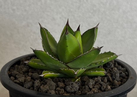 Plus_Plants STORE