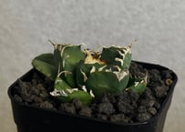 アガベ・チタノタ 魔丸（芽）-048｜agave titanota imps