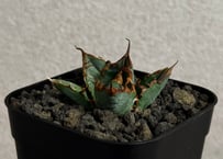 アガベ・チタノタ LQH_2（芽）002｜agave titanota LQH2