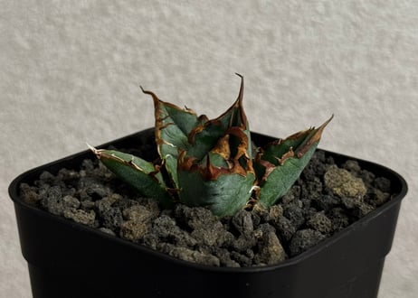 アガベ・チタノタ LQH_2（芽）002｜agave titanota LQH2