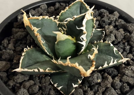 ◆厳選◆アガベ・チタノタ 狼人（小株）-045｜agave titanota were wolf