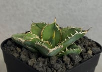 アガベ・チタノタ 白毫刺（芽）-032｜agave titanota