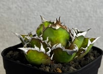 アガベ・チタノタ　赤猫(小株)014｜agave titanota redcat weezle