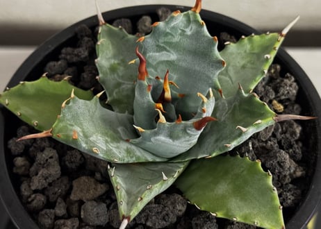 アガベ ハイブリッド・甲蟹×妖炎 (小株/実生)-016｜Agave hybrid isthmensis × utahensis var. eborispina
