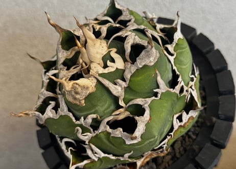 Plus_Plants STORE
