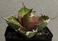 アガベ・チタノタ 白犀牛（芽/大）-007｜Titanota white rhino