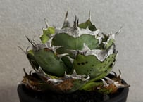 アガベ・チタノタ　阿修羅-021｜Agave titanota ashura