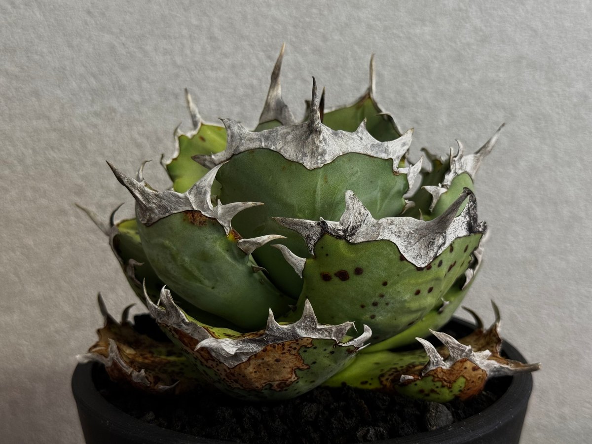 アガベ・チタノタ 阿修羅-021｜Agave titanota ashura | Plus_P