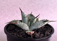 アガベ ハイブリッド・曲刺八荒雷神｜（芽／台湾Hanes）-003｜agave Potatorum×Macroacantha