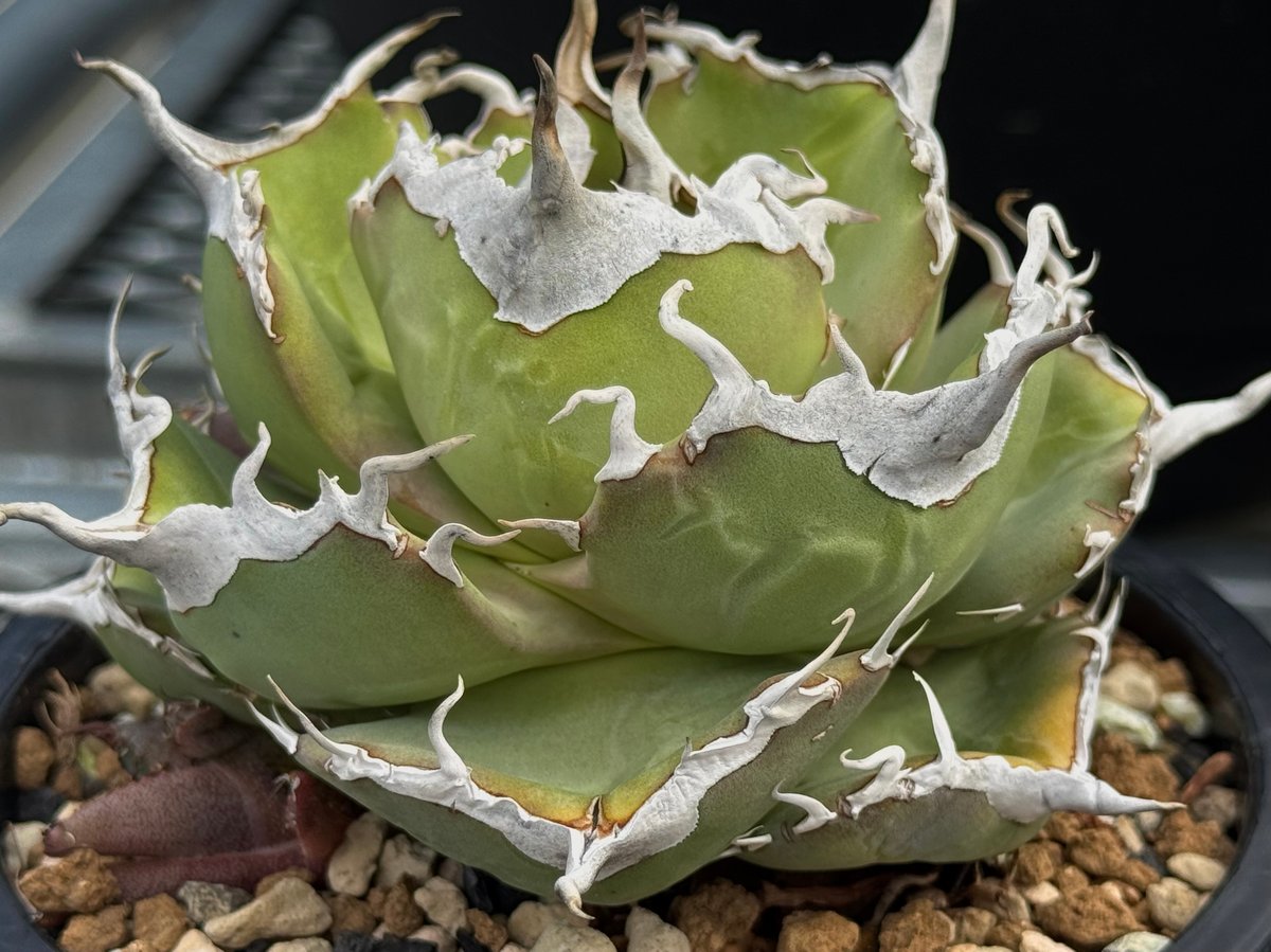 アガベ・チタノタ 白巫-003｜agave Titanota Wizard | Plus_Pl