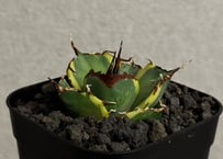 アガベ・チタノタ 黒豹覆輪（芽）-003｜agave titanota black panther ver. margination