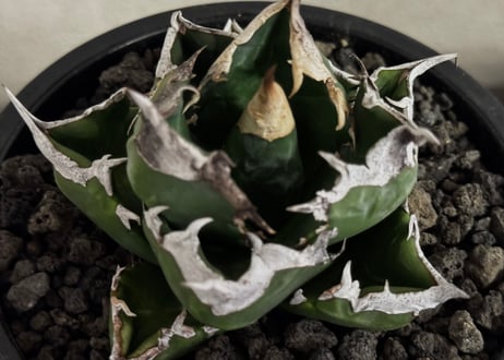 アガベ・チタノタ 白火焔(台湾Hanes)-046｜agave titanota white flame