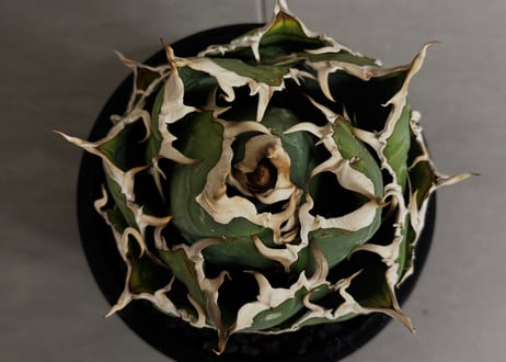 アガベ・チタノタ白鯨（ボールタイプ）中-101｜agave titanota white whale