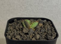 アガベ・チタノタ　皇冠(台湾Lize血統)-011｜agave titanota Crown