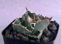 アガベ・チタノタ 疣猪/丸叶背刺（芽）-022｜agave titanota warthog