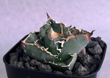 CATEGORY Titanota warthog｜疣猪 | Plus_Plants STORE