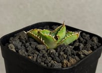 アガベ・チタノタ　隕石(ミーティアライト)-043｜agave titanota meteorite