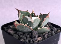 アガベ・チタノタ 疣猪/丸叶背刺（芽）-023｜agave titanota warthog