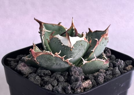 CATEGORY Titanota warthog｜疣猪 | Plus_Plants STORE